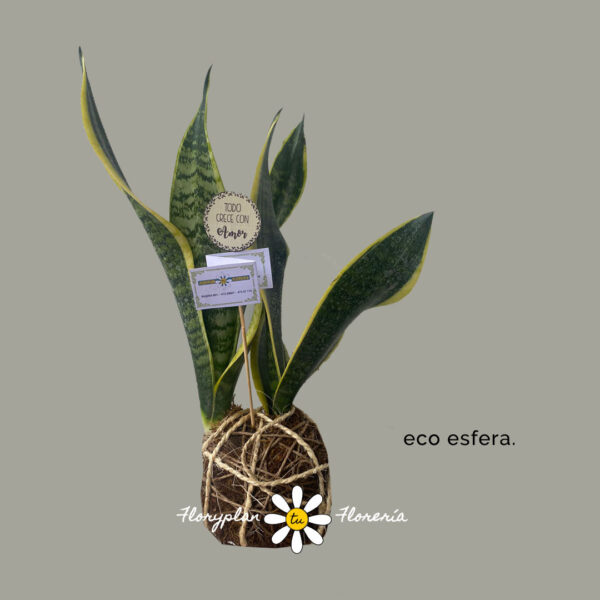 Eco Esfera - Kokedama