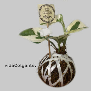 Vida Colgante - Kokedama