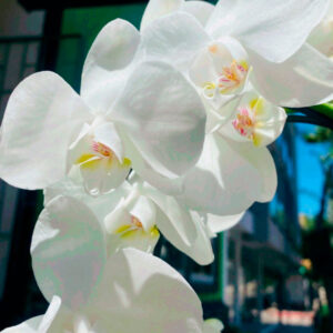 orquídea blanca, planta elegante, regalo natural, decoración interior, Floryplan