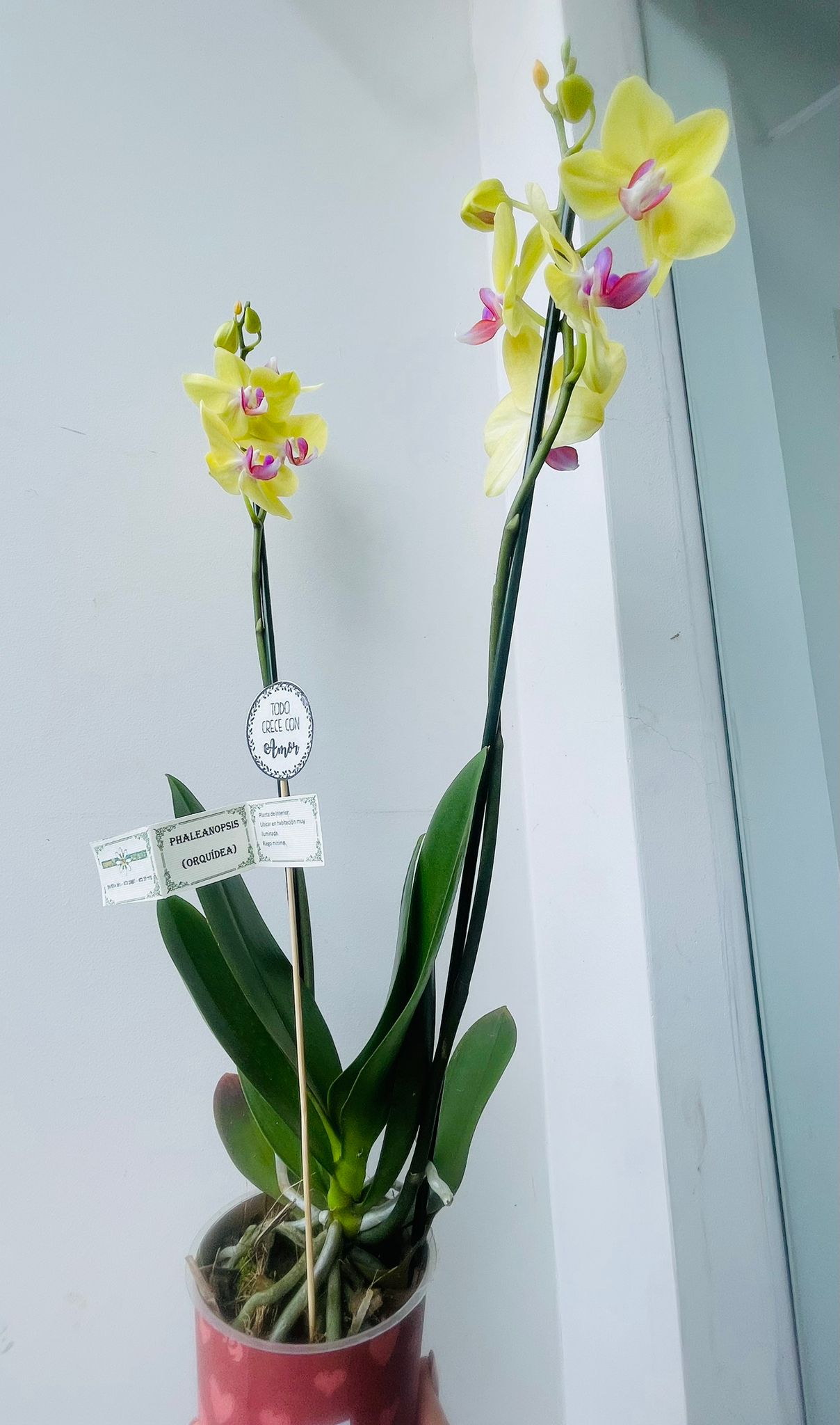 orquídea grande